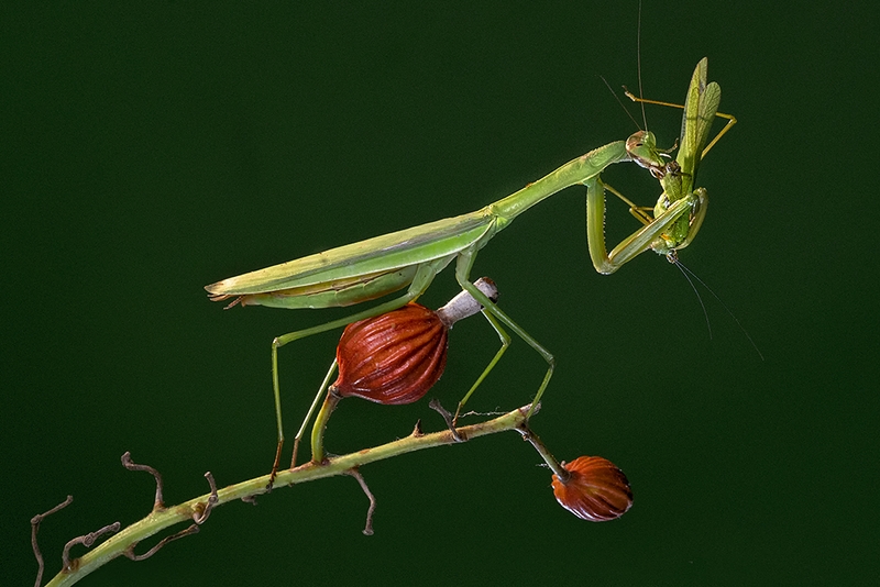939 - MANTIS HUNTING 02 - HUANG CHIH SHENG - taiwan.jpg